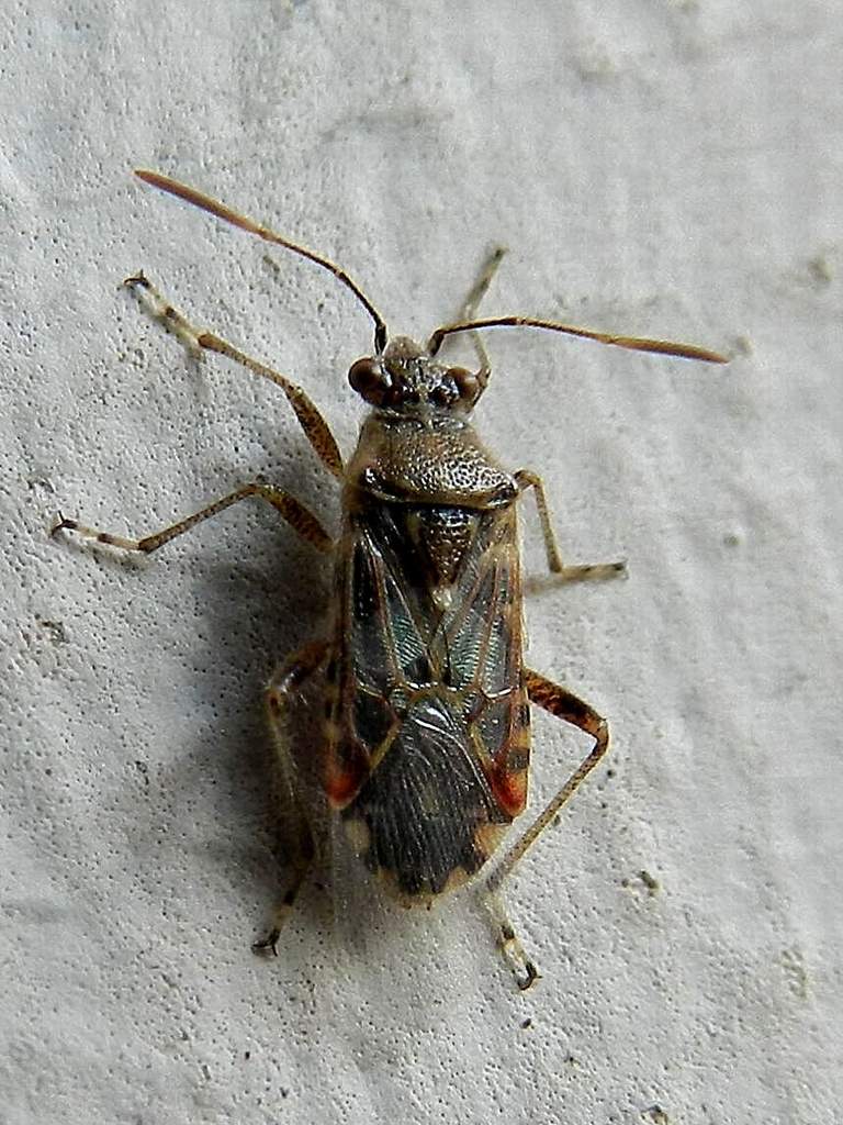 Lygaeidae? No, Rhopalidae: Liorhyssus hyalinus